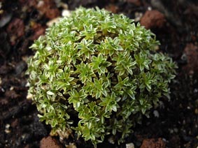 Raoulia hectori var mollis